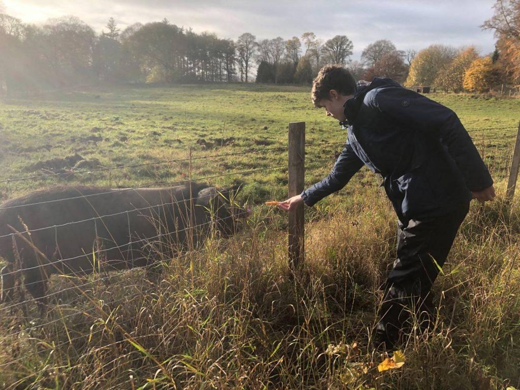 Daniel feeding the pig a carrot.