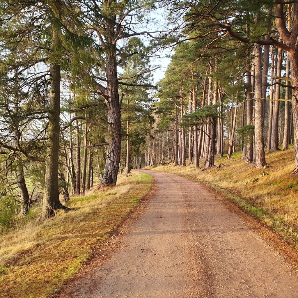 A track through the woods. 