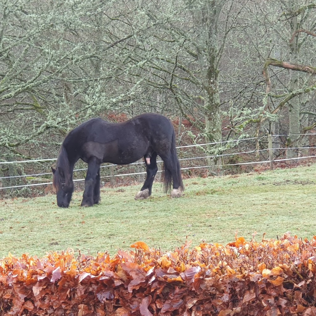 A black stallion with a large penis.