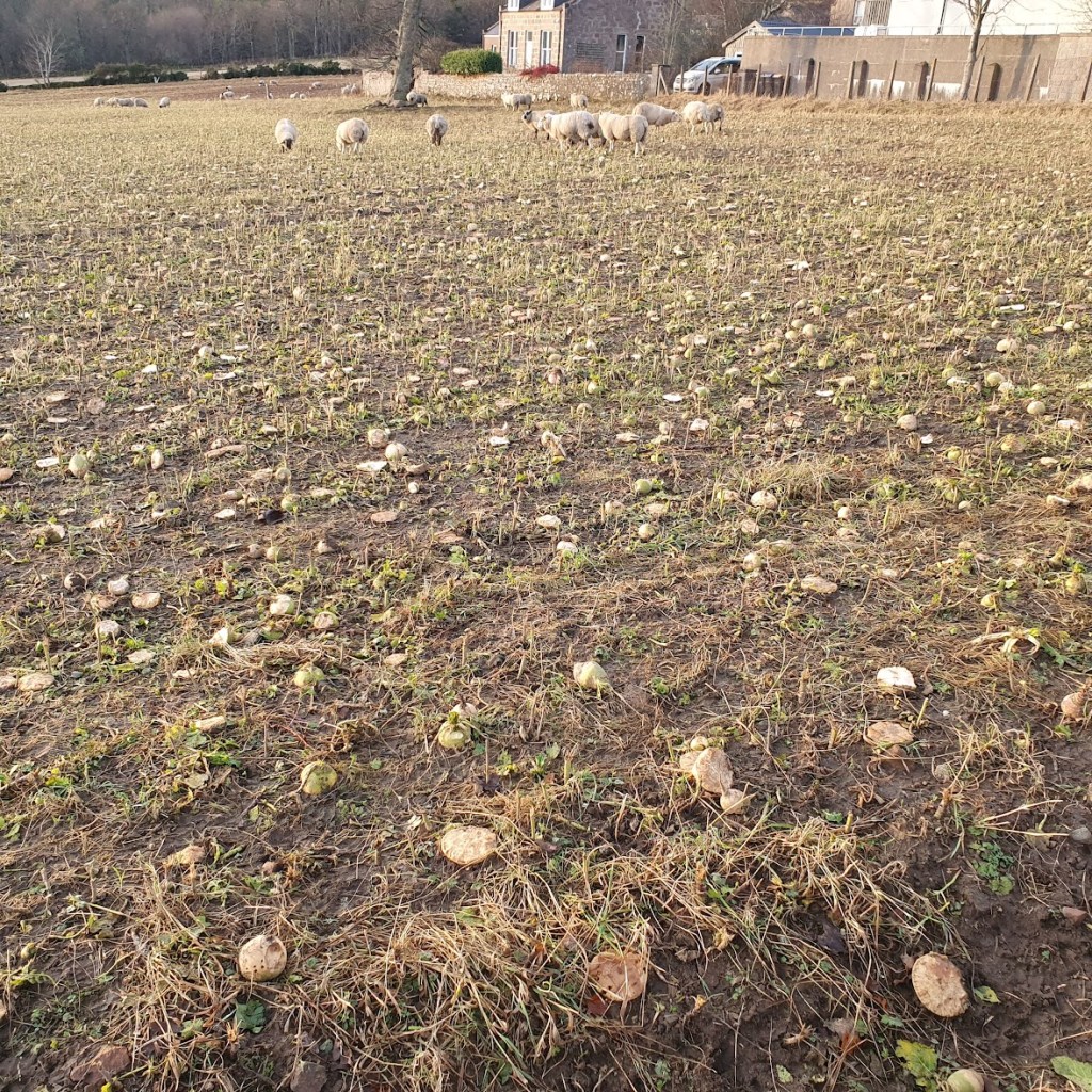A field of turnips and sheep.