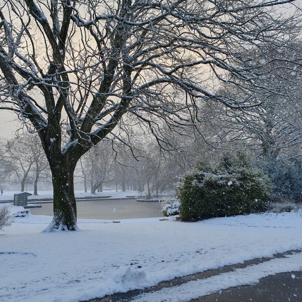 Snow is falling with the duck pond in the background a a bare tree with branches covered in snow.