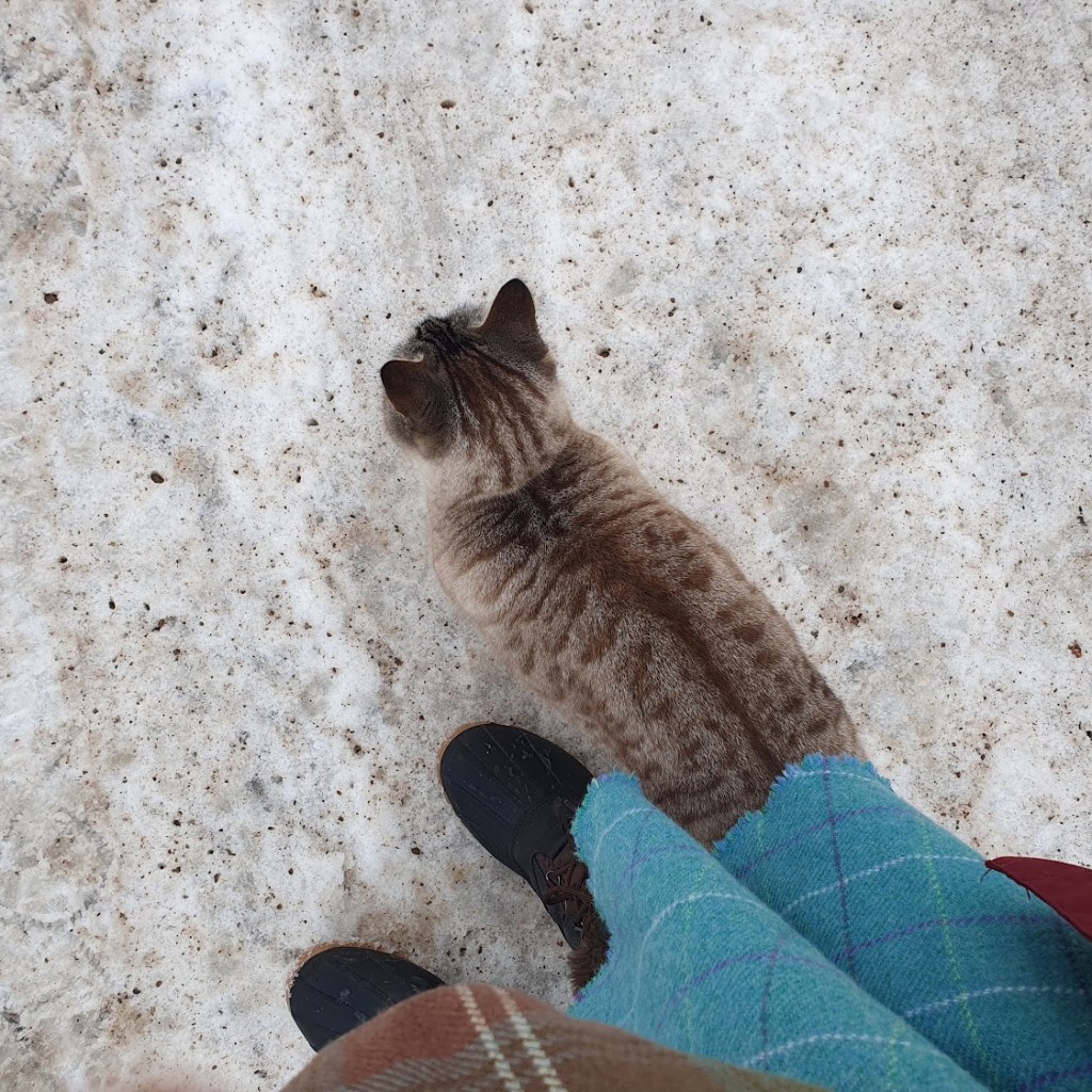 Looking down at my feet to the of a cat that has just rubbed up against my leg.