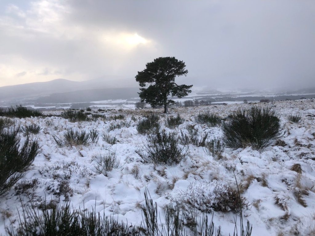 A long tree in the landscape with clouds moving in.