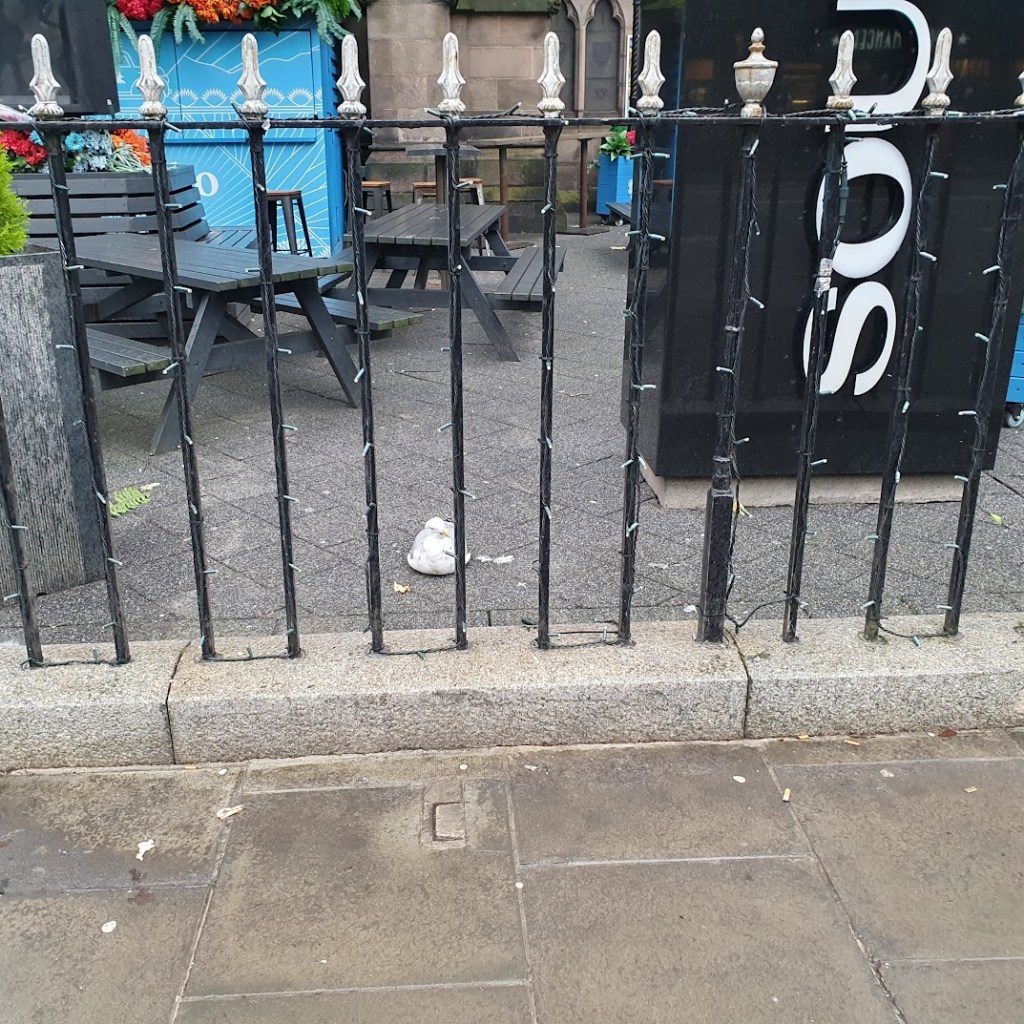 An injured gull on the ground at Soul restaurant. 