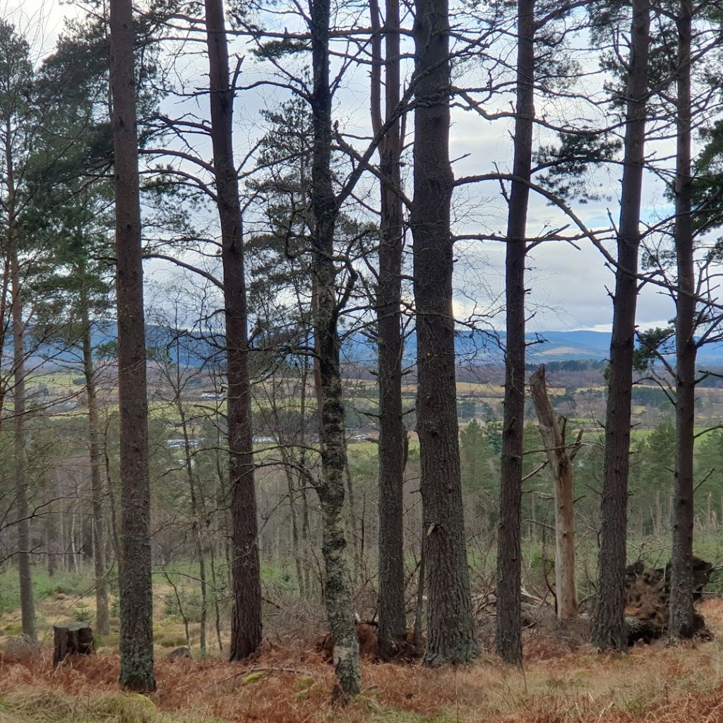 A view of trees with hills in the distant background.