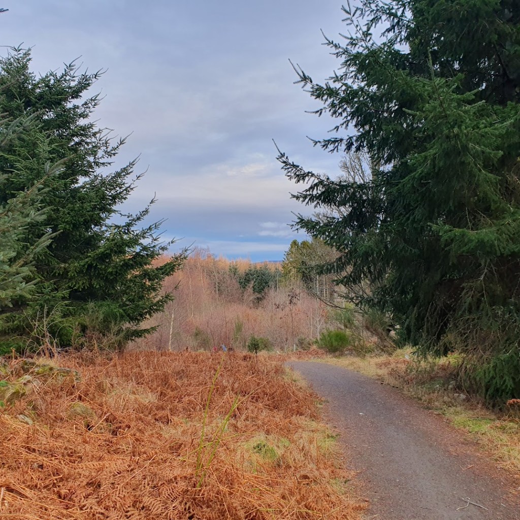 A path through the woods with conifers on either side.