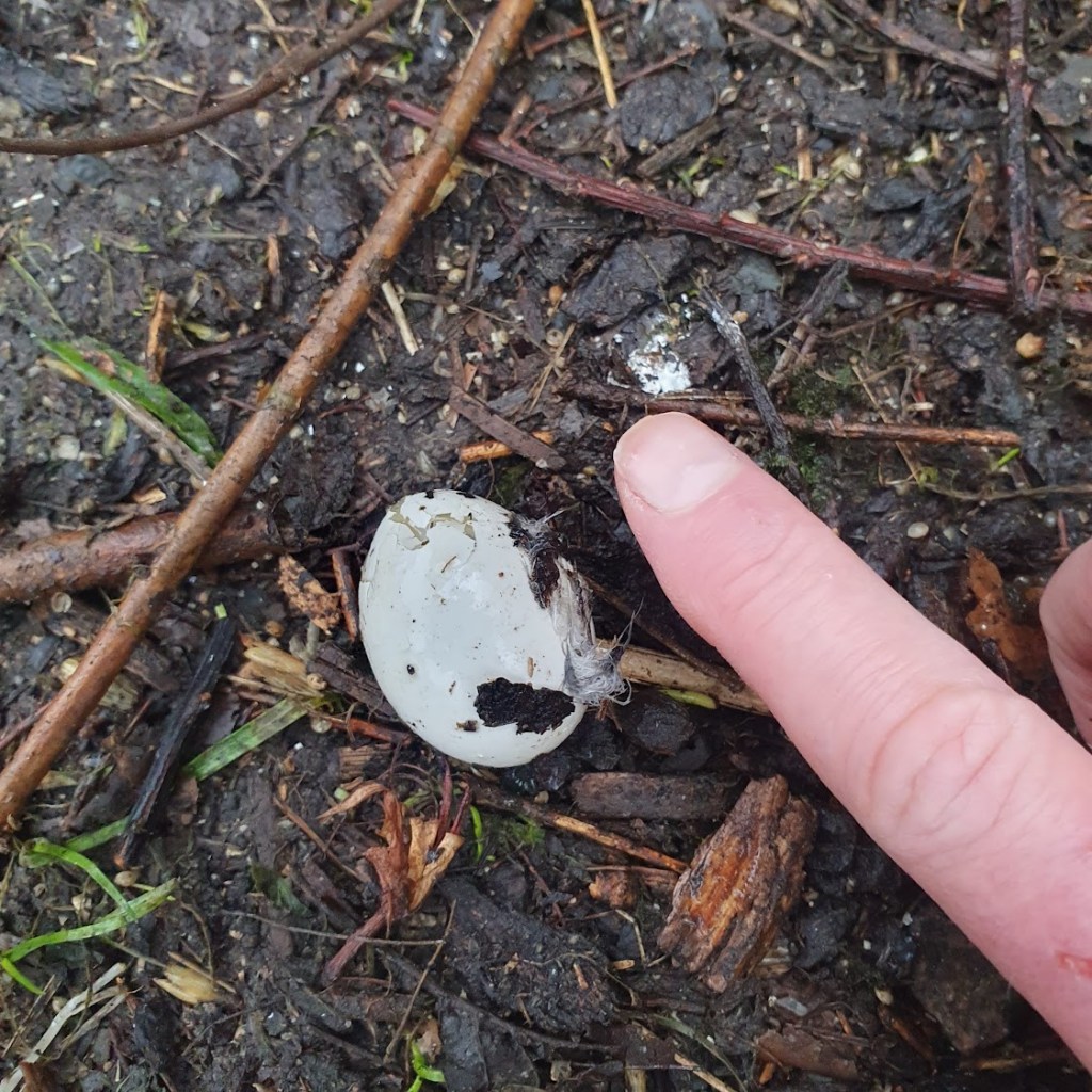 A small white egg about the 4cm long.