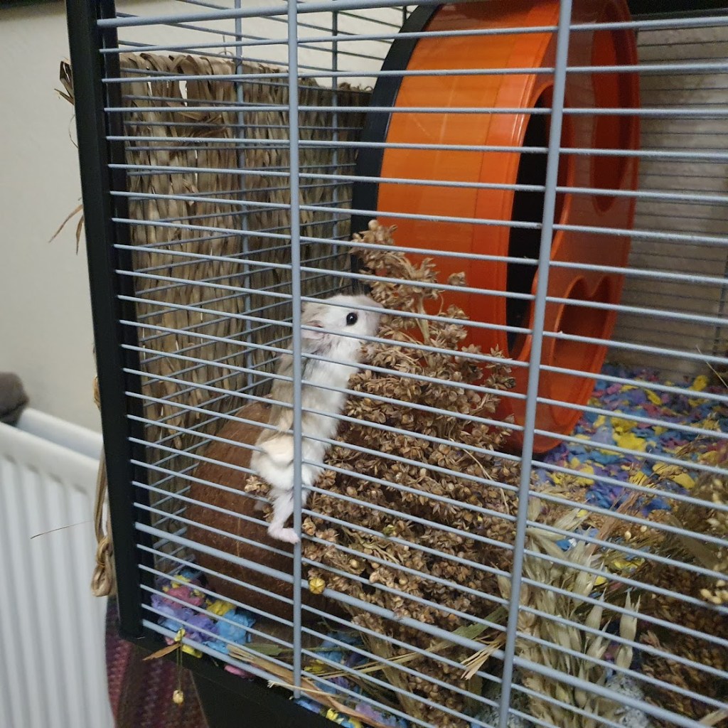 Lucille the hamster climbing up the side so she can reach the top of the spray to eat it.