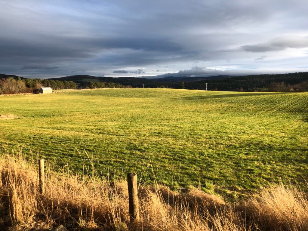 Bright green pasture with the sun shining on it and blue-grey clouds above.