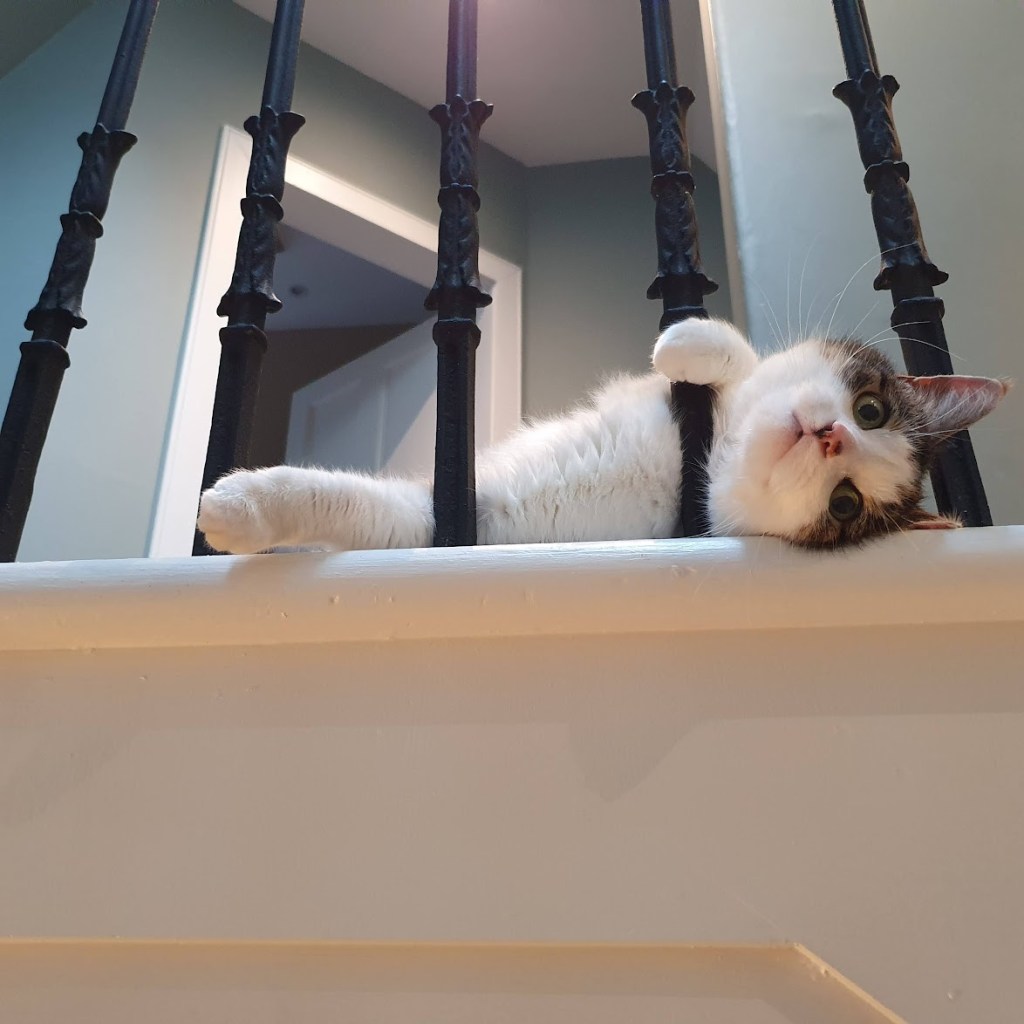 Victoria the cat peering through the stair railings in a playful posture. 