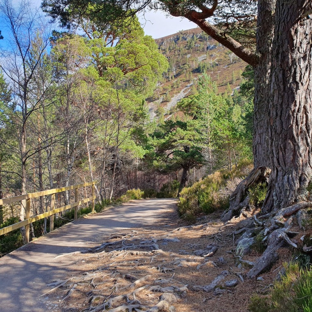 A pathway in the forest.