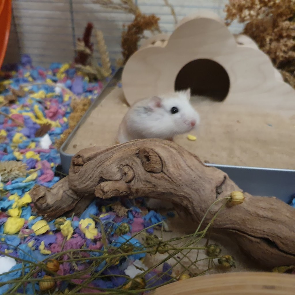 A slightly blurry photo of Lucille in her sand bath. 