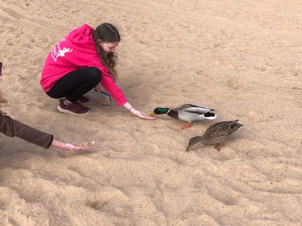 A male duck eating seed from Elizabeth's hand.