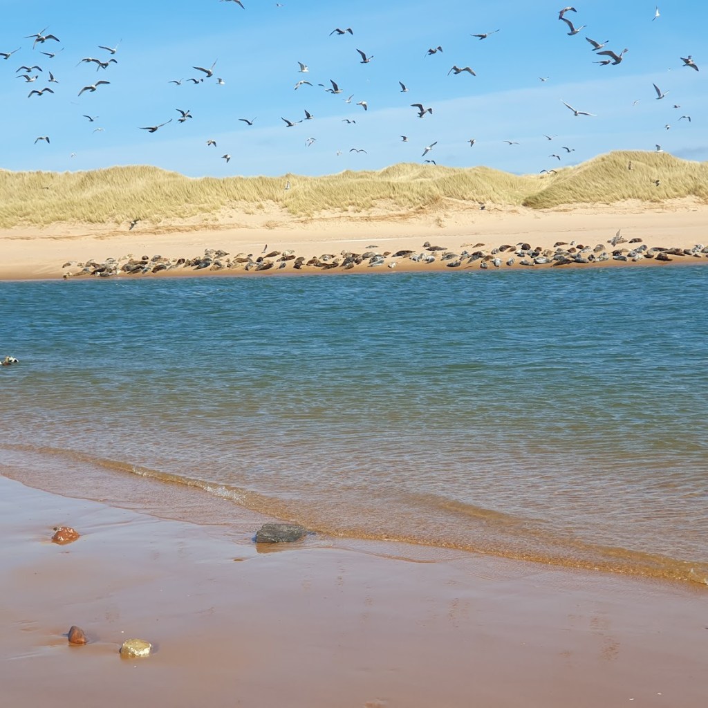 Newburgh seal colony