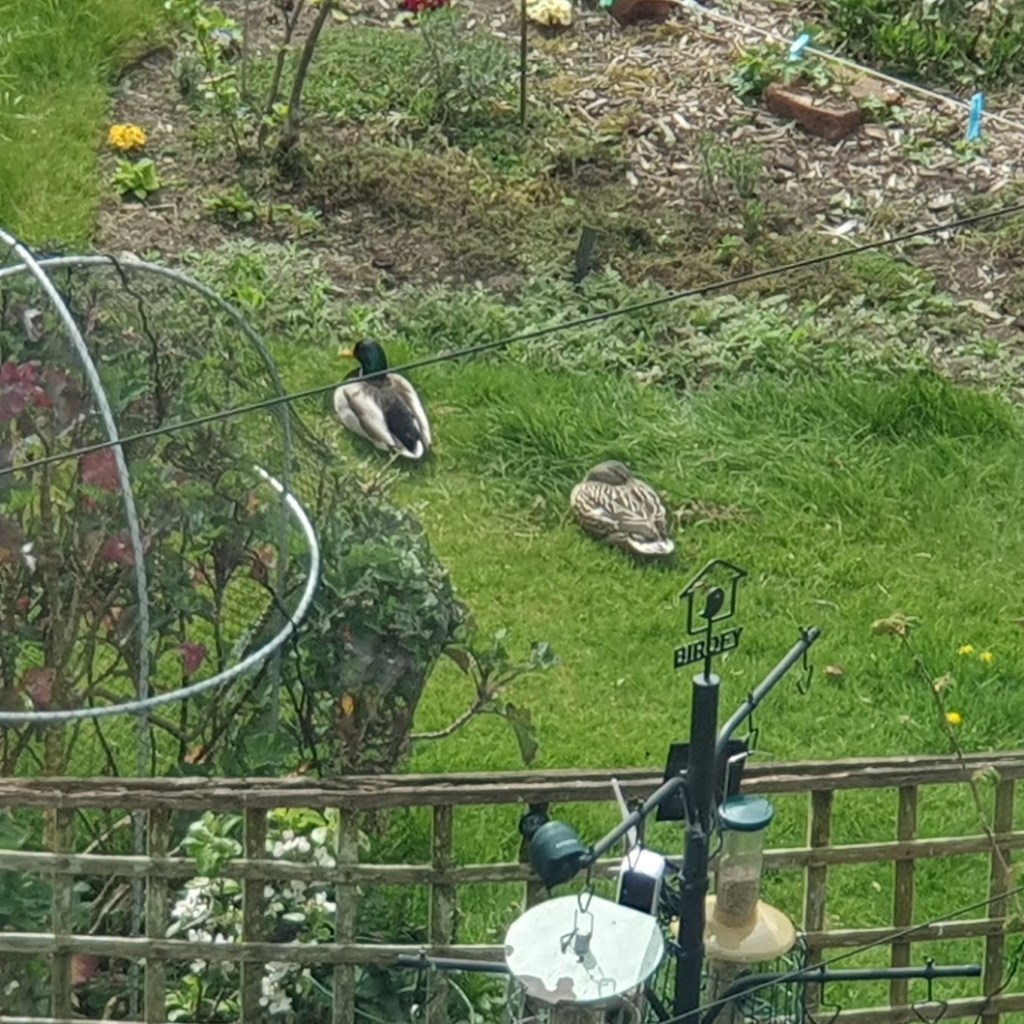 Ducks in the backyard.