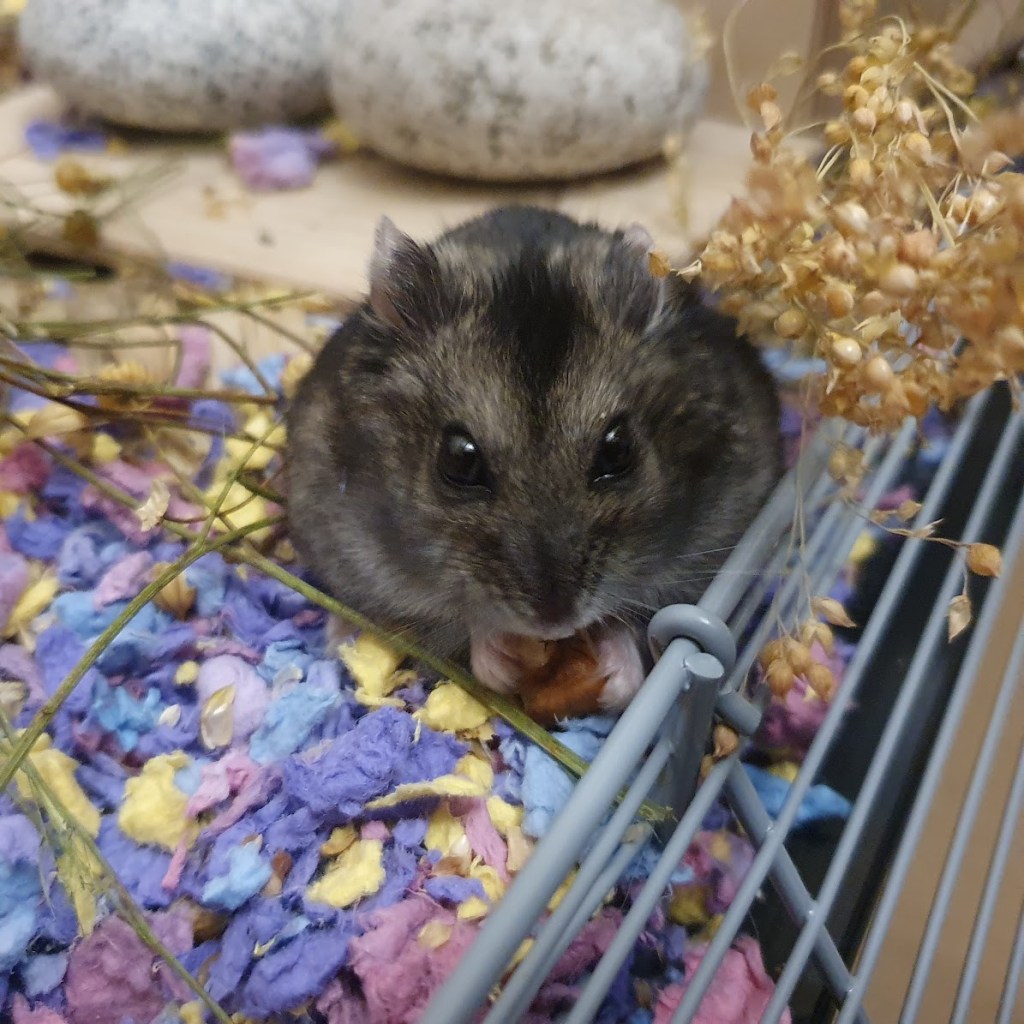 Our hamster, Angelina, holding a walnut up to her mouth.