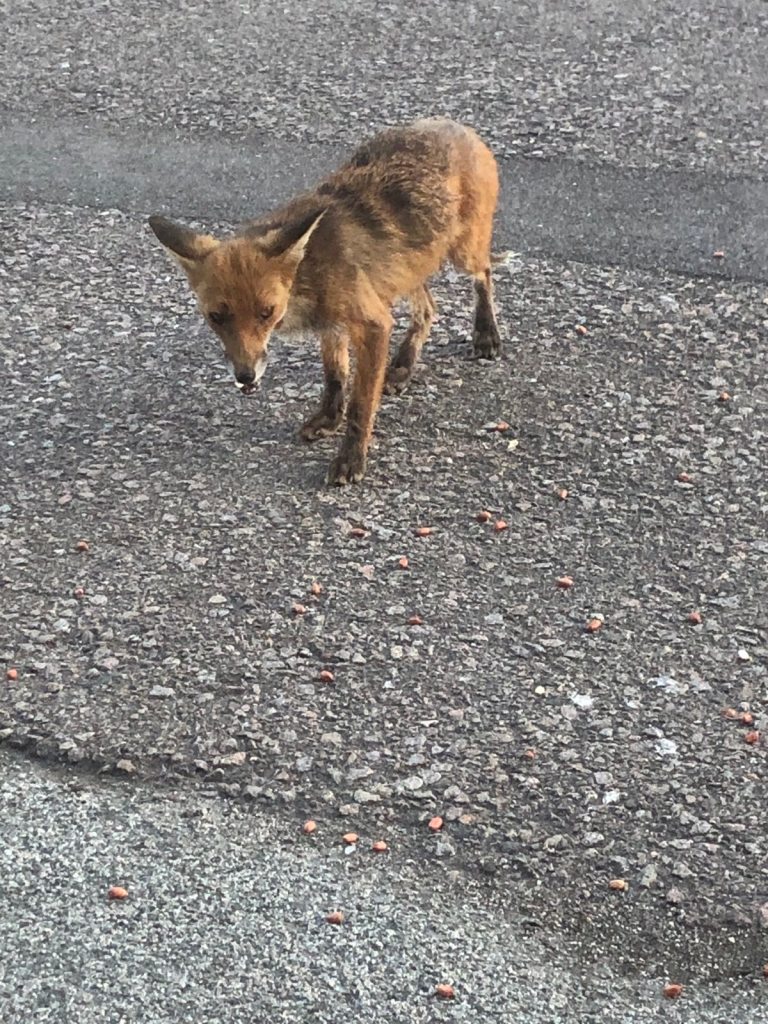 Rita looking at the camera and eating peanuts.