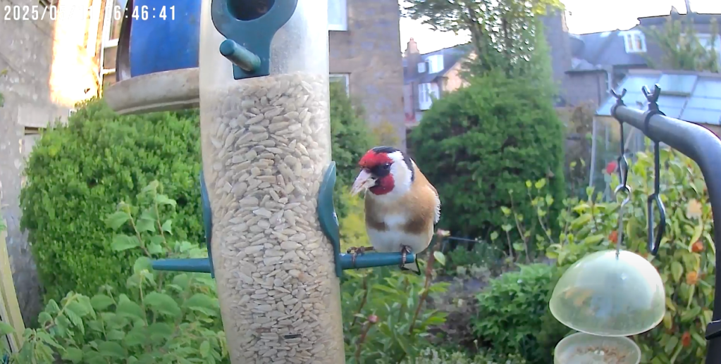 A goldfinch at the feeder