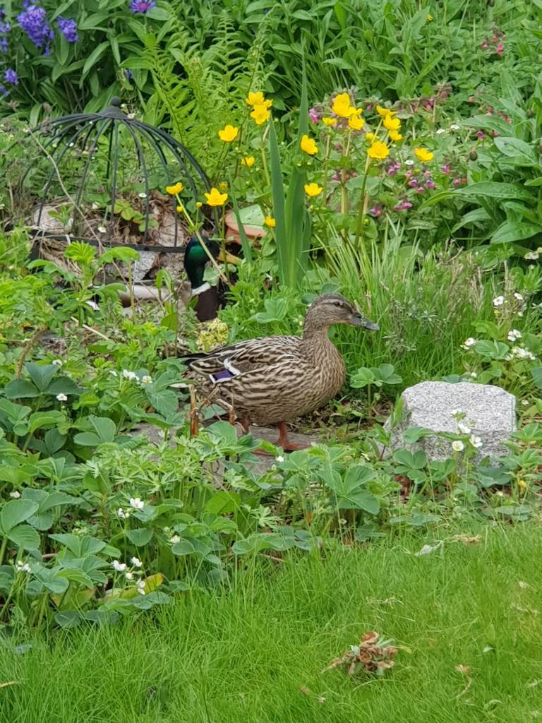 A female mallard with a male duck in the background.