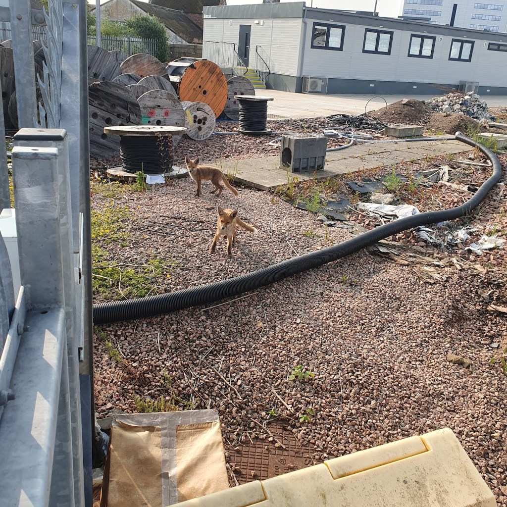 More on the fox&nbsp;cam