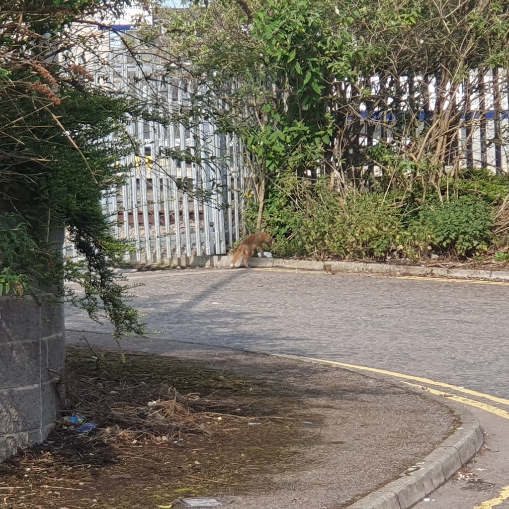 One of the fox cubs tucking into some breakfast.