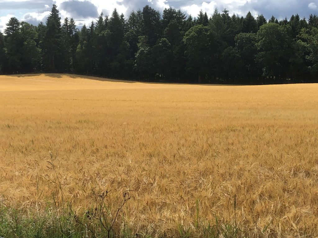 A golden field of wheat.