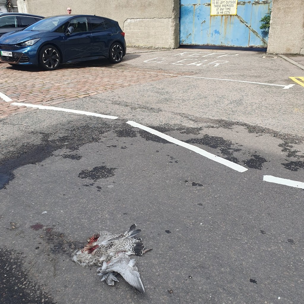 A squashed baby gull on the road.