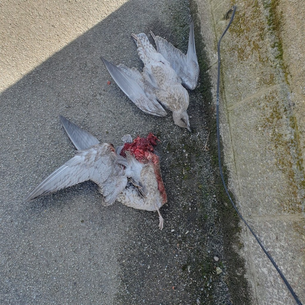 Two dead baby gulls.