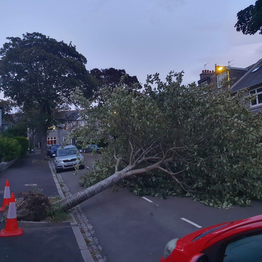 Tree blown over by Storm Floris