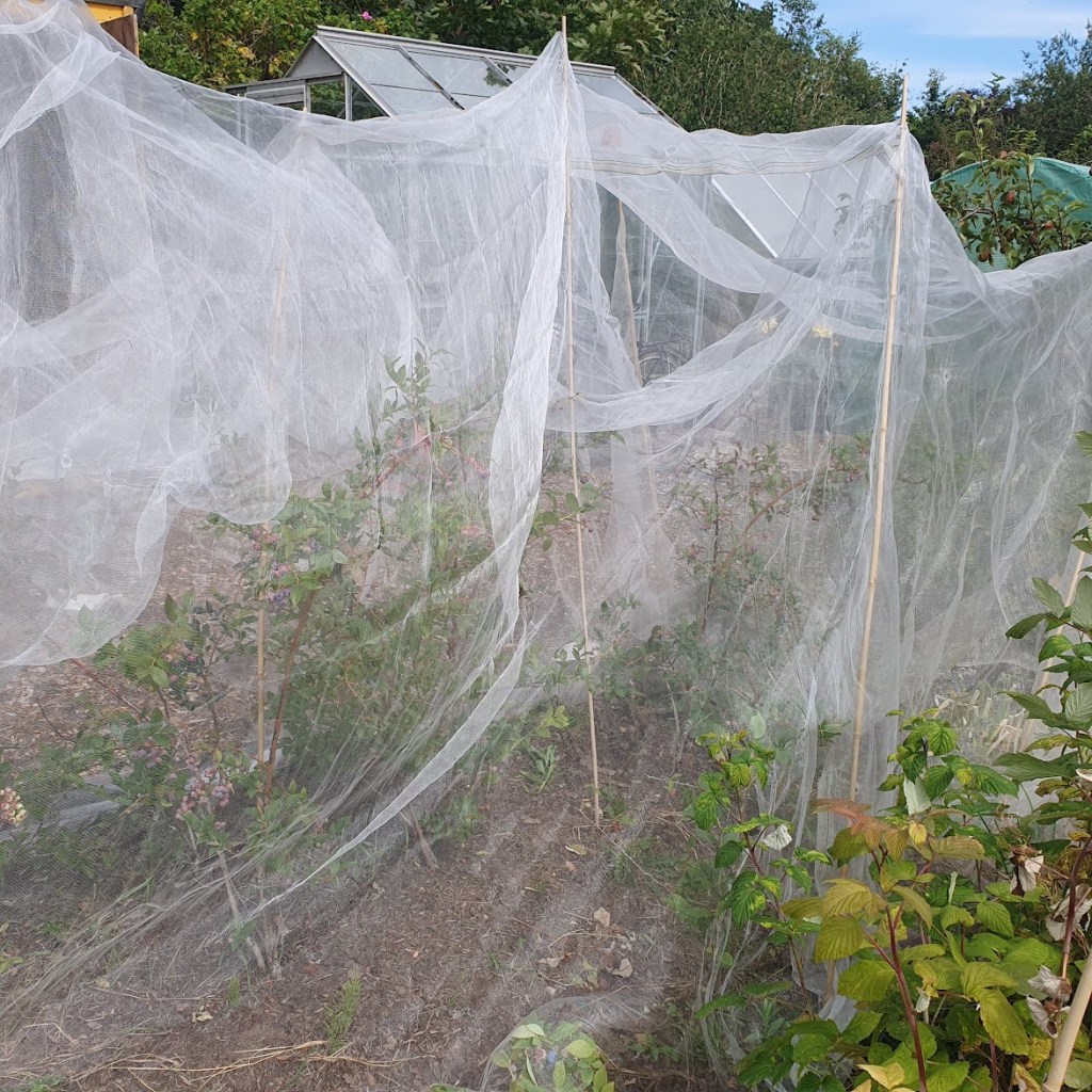 A very messy cover over blueberry plants