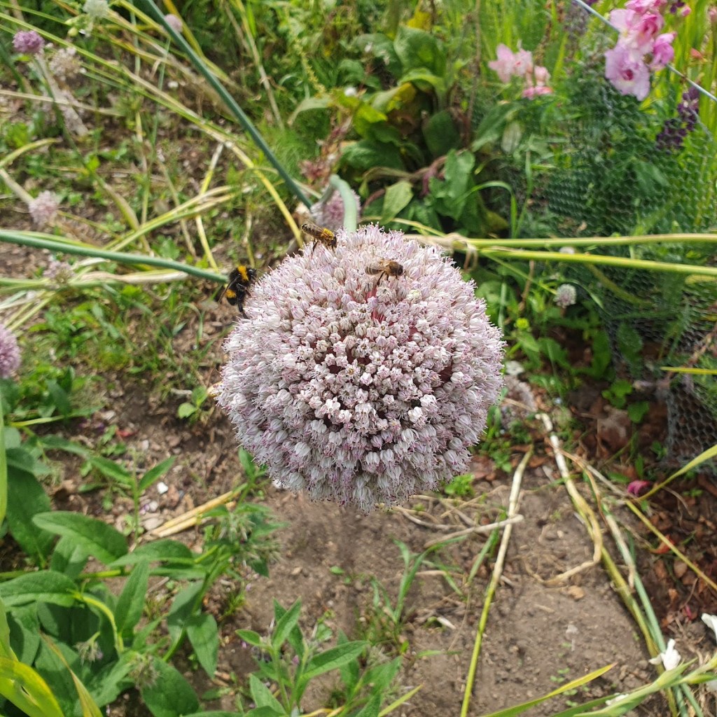 An onion flower with three bees - one bumblebee and two honey bees.