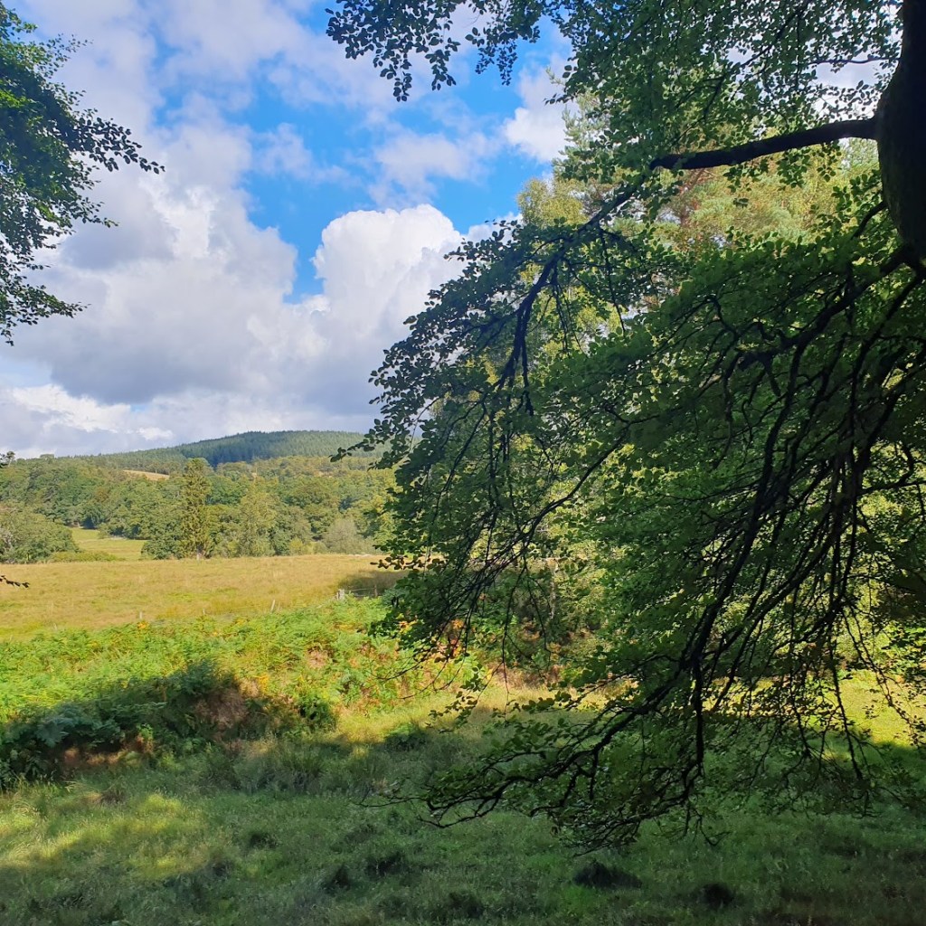 A rural scene with blue sky