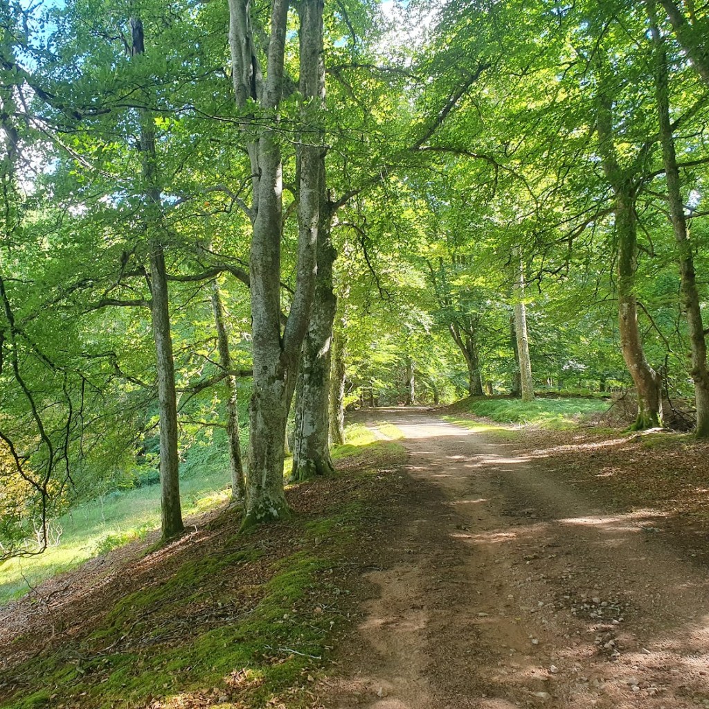 A forest path with lots of beech trees (I think)
