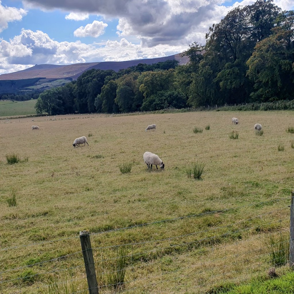 More sheep in the field