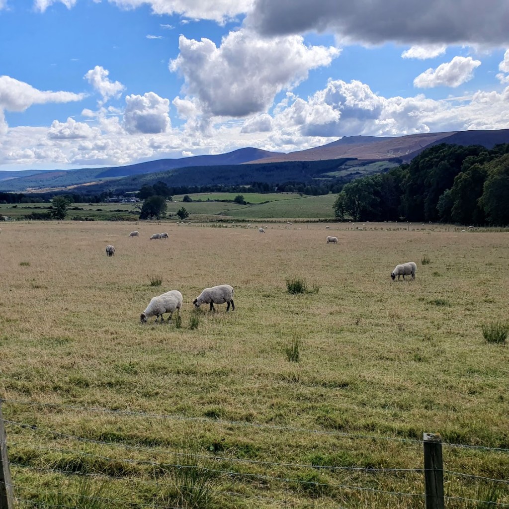 Sheep in a paddock and hills in the background including Clachnaben.