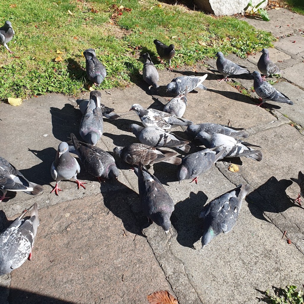Pigeons at the park