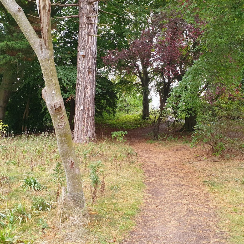 A small thicket of trees with a path through the middle