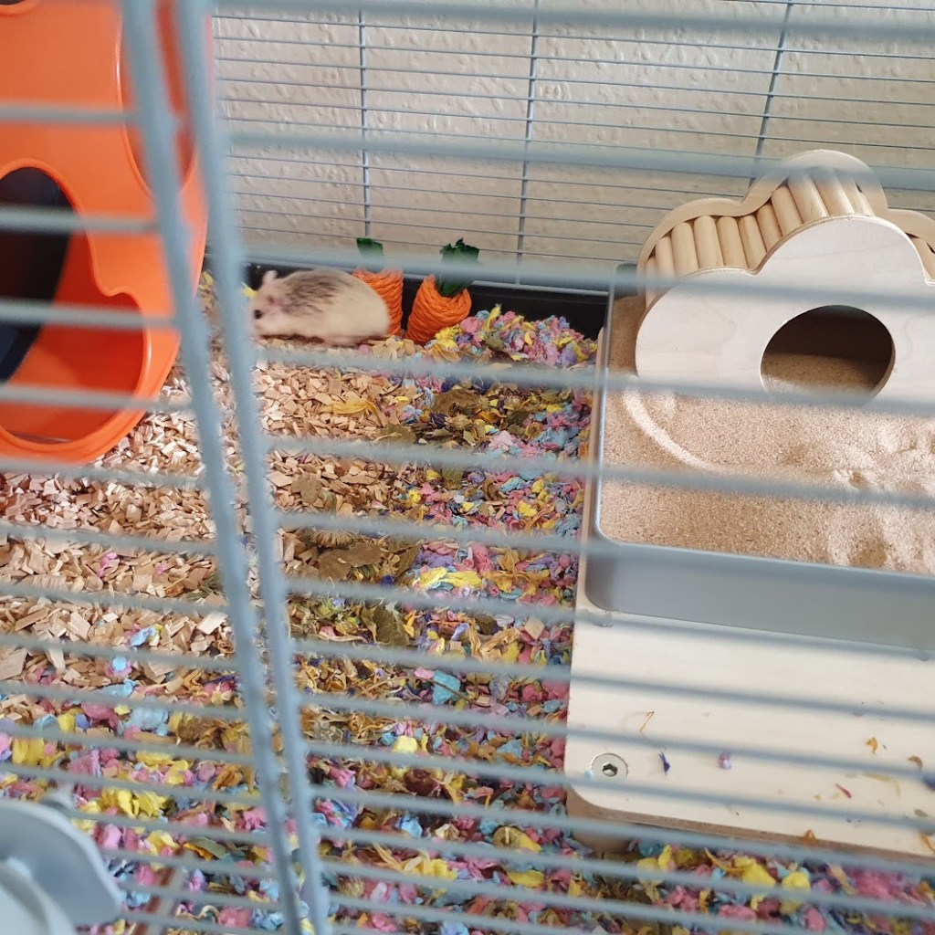 Lucille running behind her wheel in the cleaned-out cage