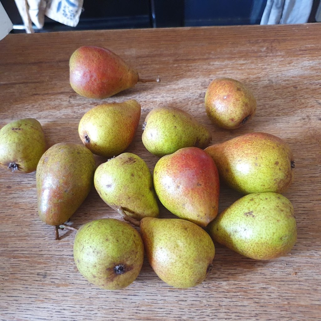 Lots of pears