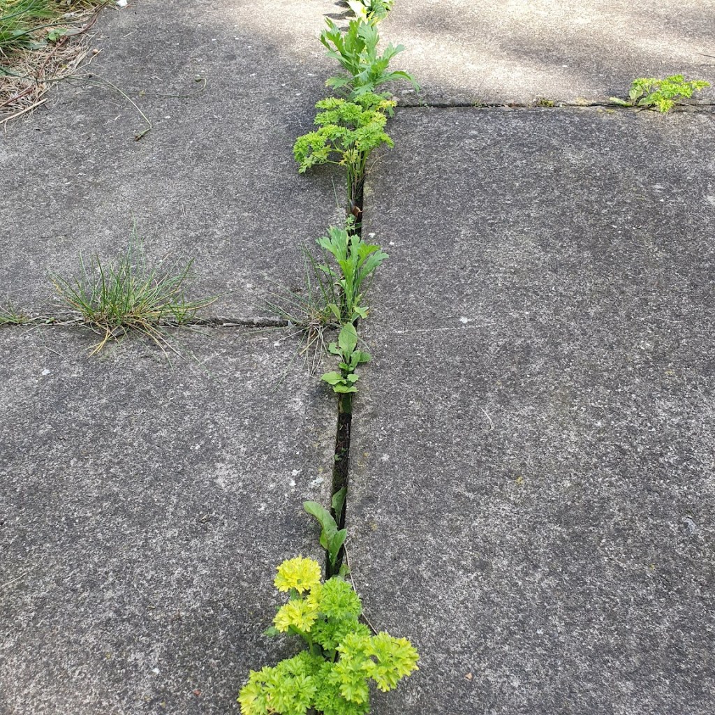 Parsley growing up through the cracks in the paving slabs