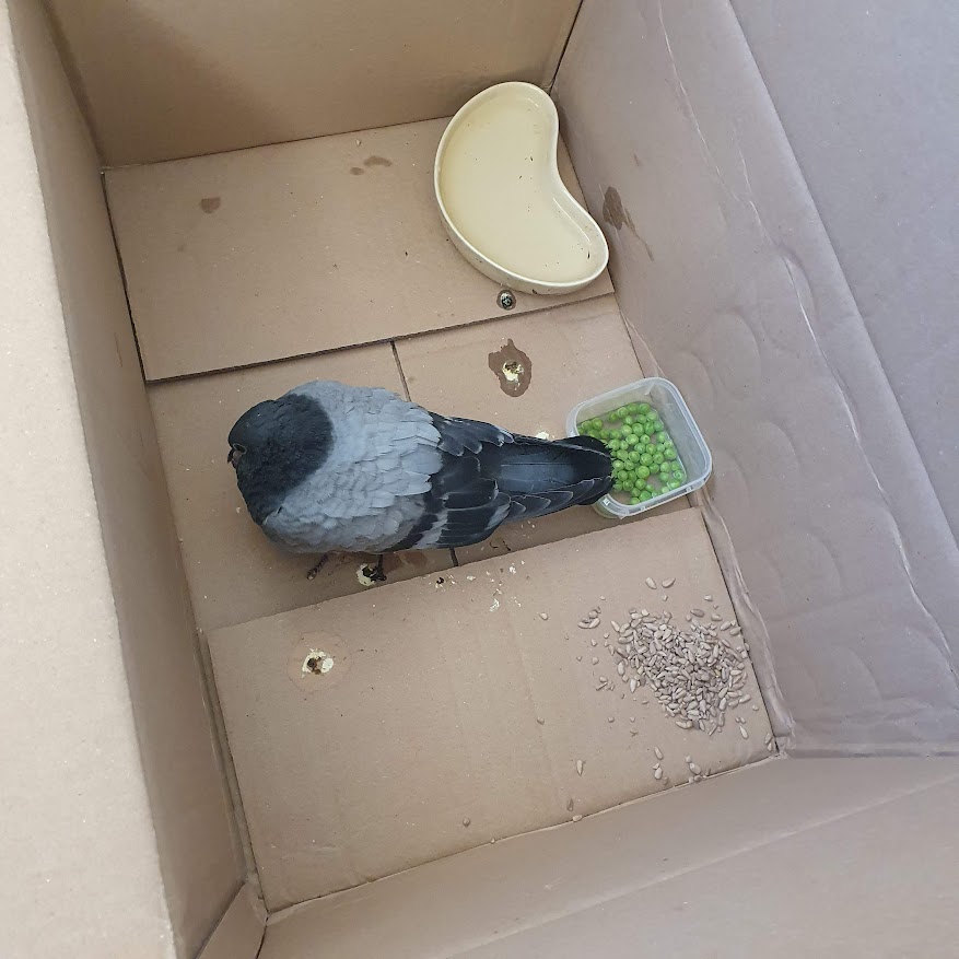 Peggy in the box when we first brought her home.