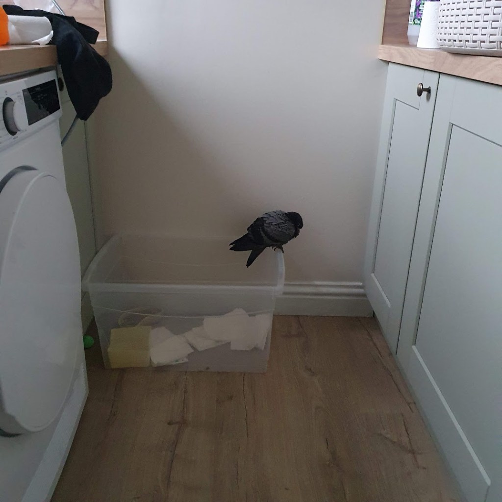 Pegging perched on the side of her container.