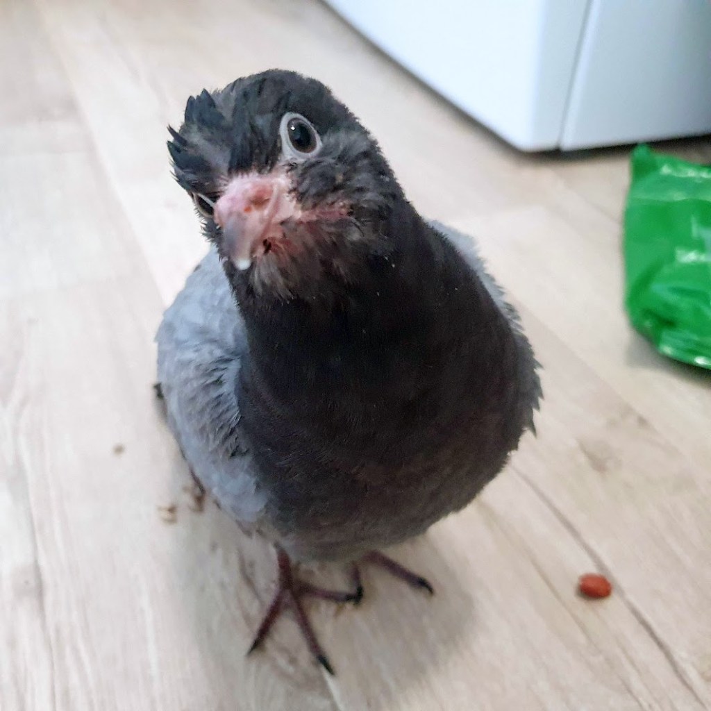 Peggy looking at the camera