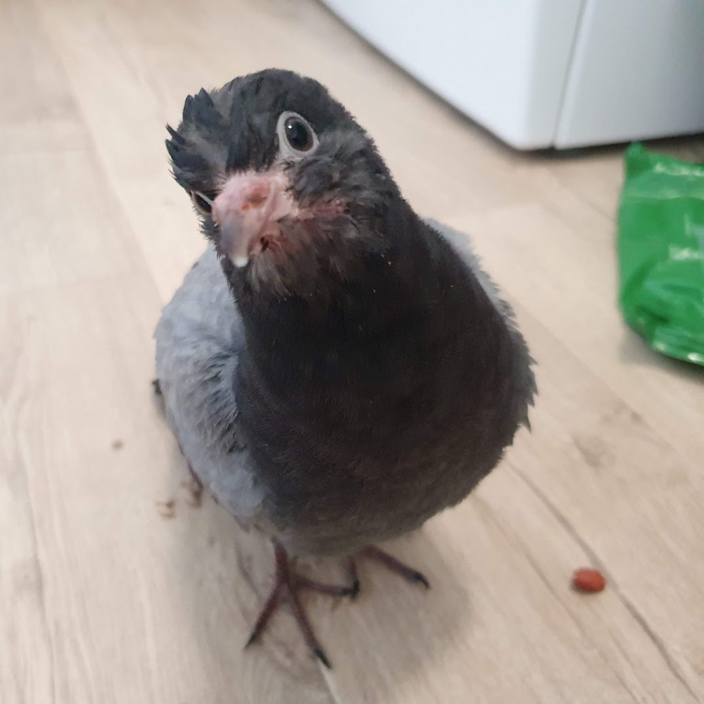 Peggy the pigeon