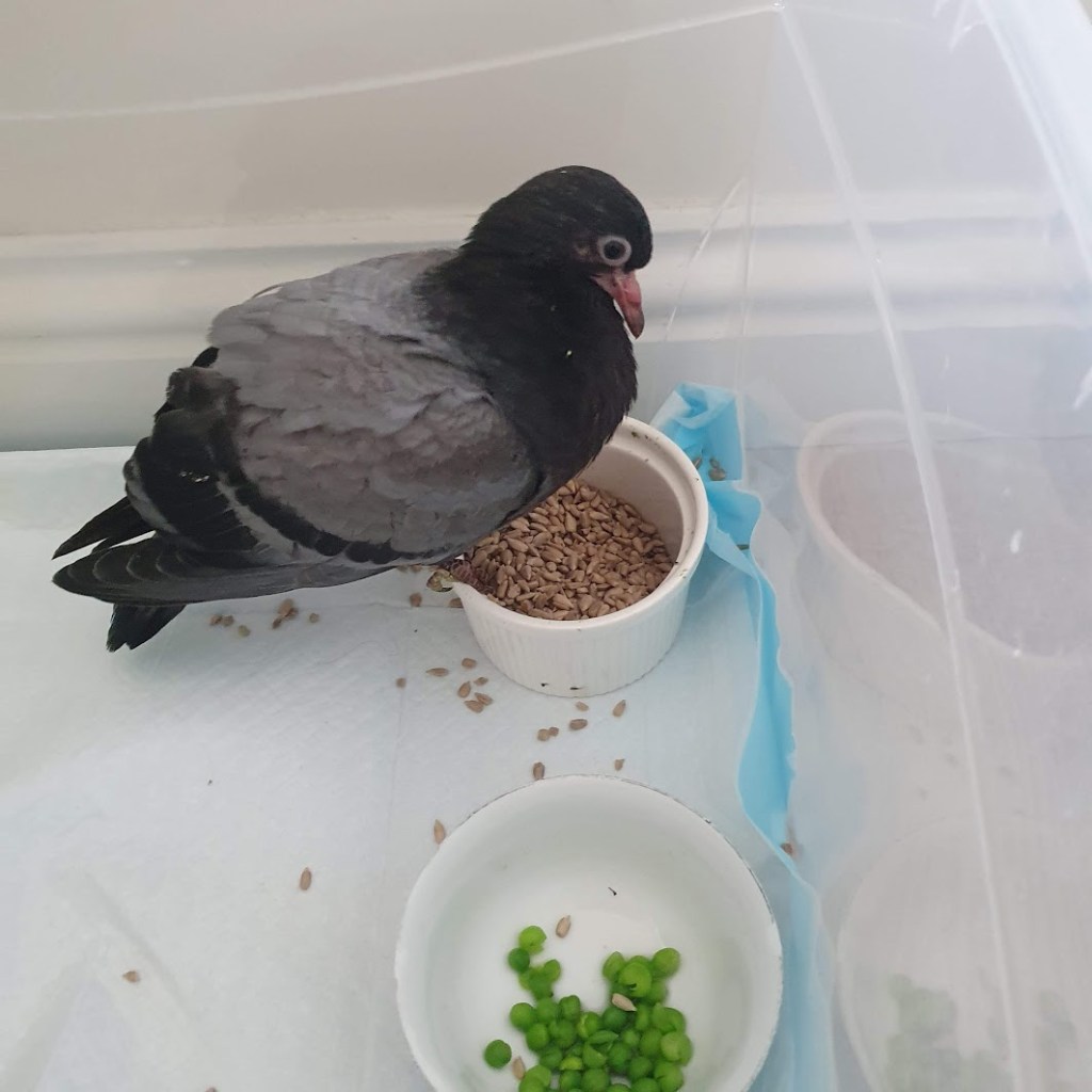 Peggy sitting on the dish with sunflower seeds and a bowl of peas next to her.