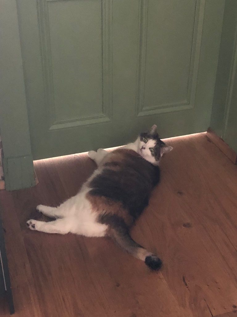 Victoria trying to get under the laundry door