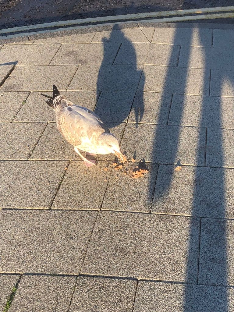 A juvenile gull eating breakfast