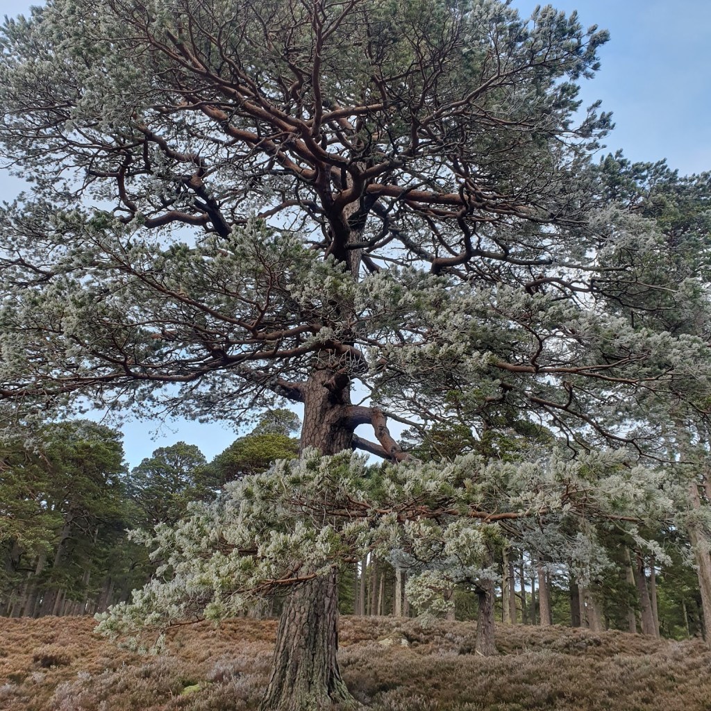 A frosted pine tree. The leaves are all white.