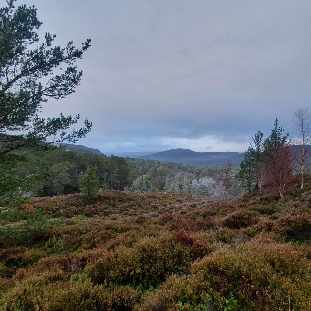 Scenic views of a cold landscape with a mix of green, reds and blues. The sky is cloudy. There's a tree in the foreground and hills beyond.