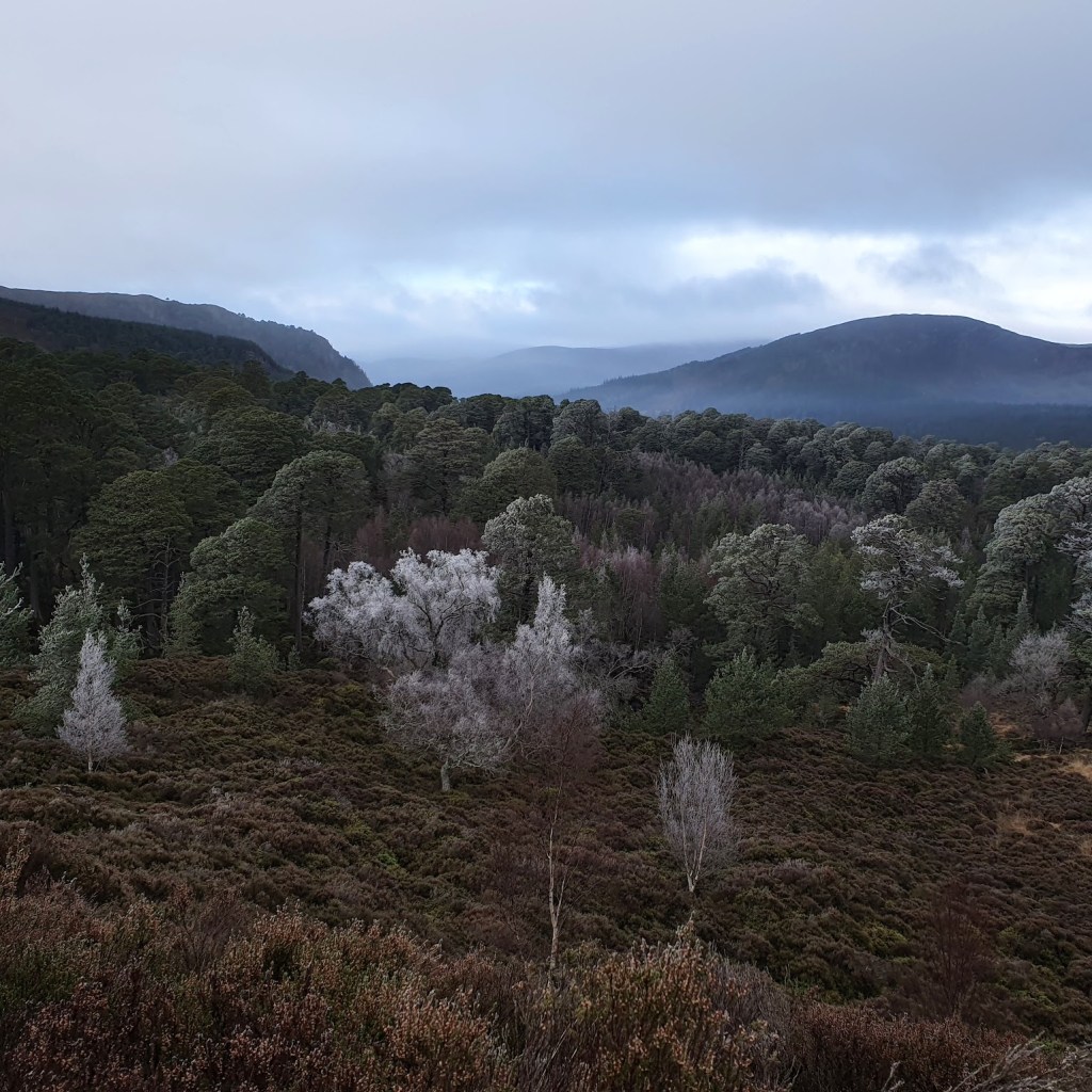A forested landscape with mist in the hills in the distance.